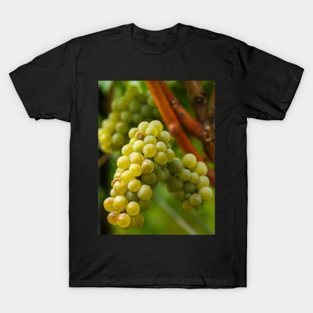 Ripening grapes on the vine T-Shirt by naturalis